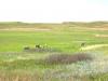 PICTURES/Badlands National Park/t_Antelope1.JPG